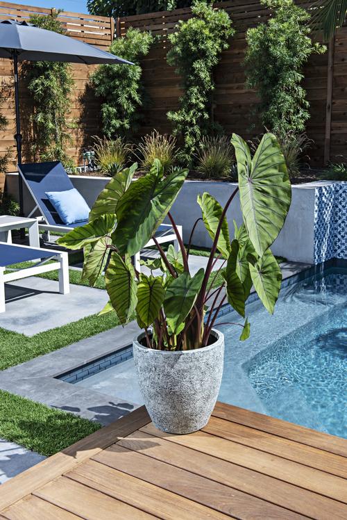 Elephant Ears - Colocasia 'Royal Hawaiian® Blue Hawaii'