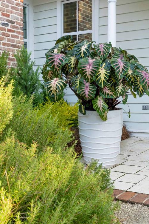 Elephant Ears - Colocasia 'Royal Hawaiian® Waikiki'