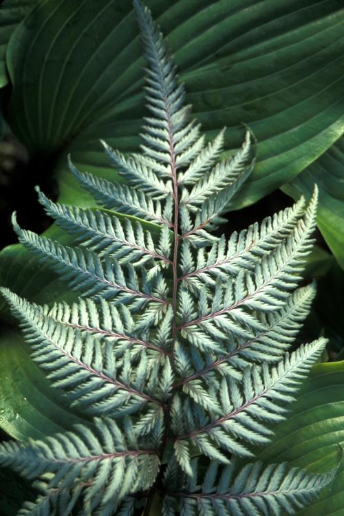 Athyrium niponicum 'Silver Falls'
