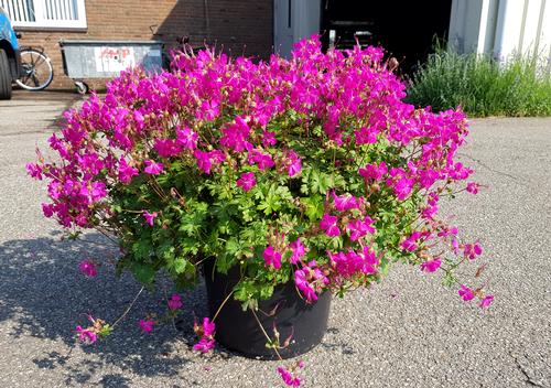 Geranium cantabrigiense 'Intense'