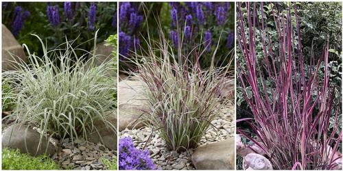 Schizachyrium scoparium 'Chameleon'