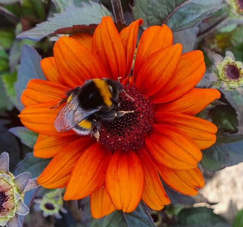 Heliopsis helianthoides var. scabra 'Luna Roja'