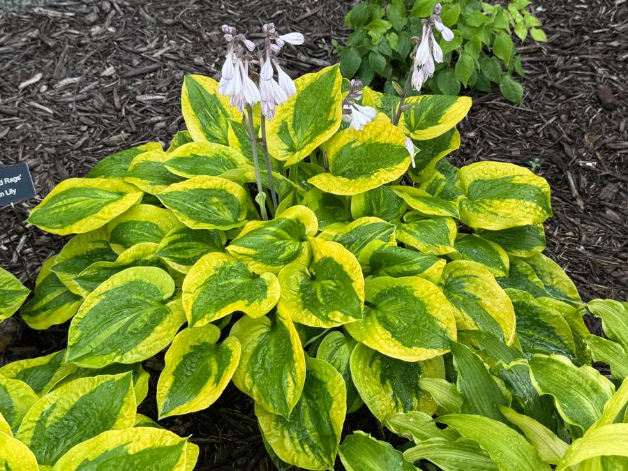 Hosta 'Glad Rags'