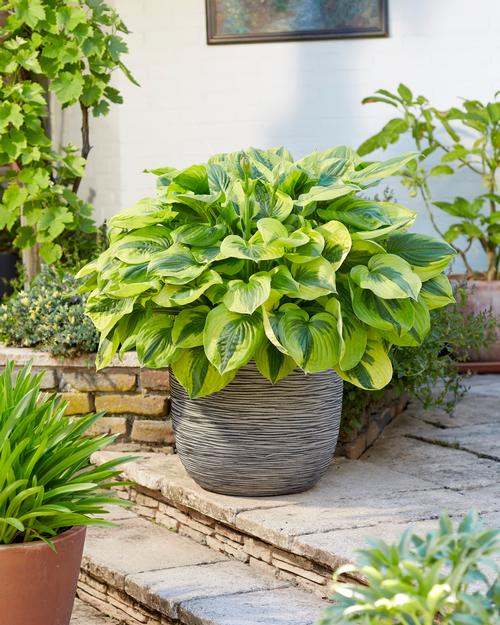 Hosta 'Summer Lovin'