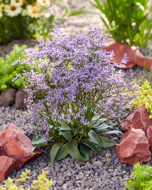 Limonium gmellinii 'Dazzle Rocks'