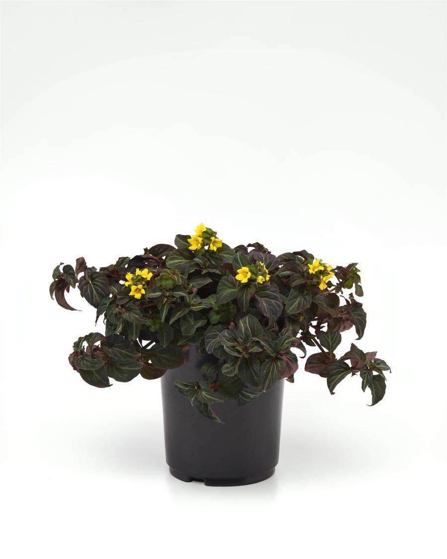 Lysimachia alfredii 'Night Light'