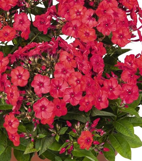 Phlox Dwarf Garden paniculata 'Flame® Watermelon'