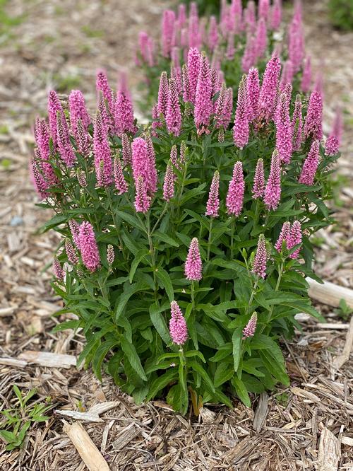 Veronica longifolia 'Skyward™ Pink'