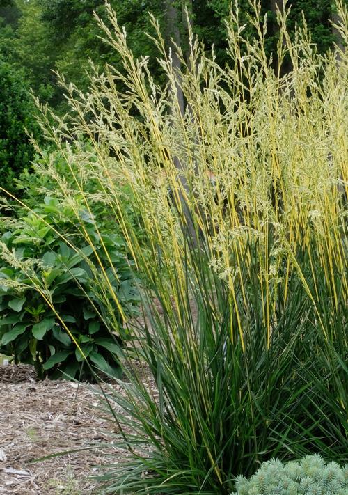 Festuca 'Glow Sticks'