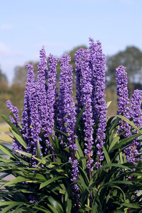 Liriope 'Purple Explosion'