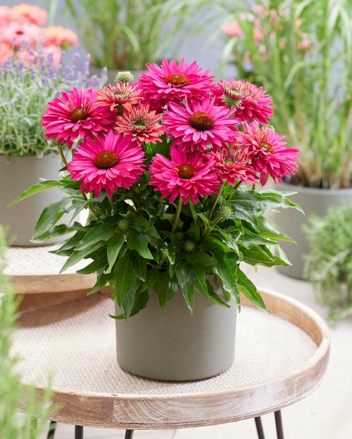 Echinacea 'SunSeekers Sweet Fuchsia'