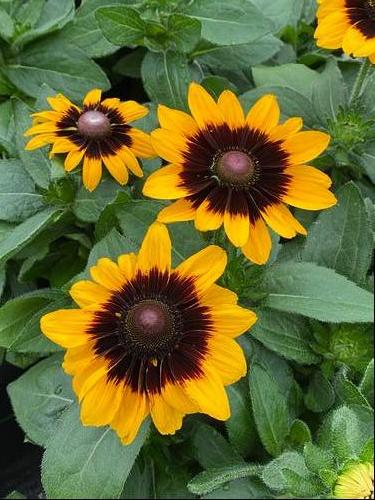 Black Eyed Susan Rudbeckia Hirta Sonora From Growing Colors Black Eyed Susan Rudbeckia Hirta Sonora From Growing Colors