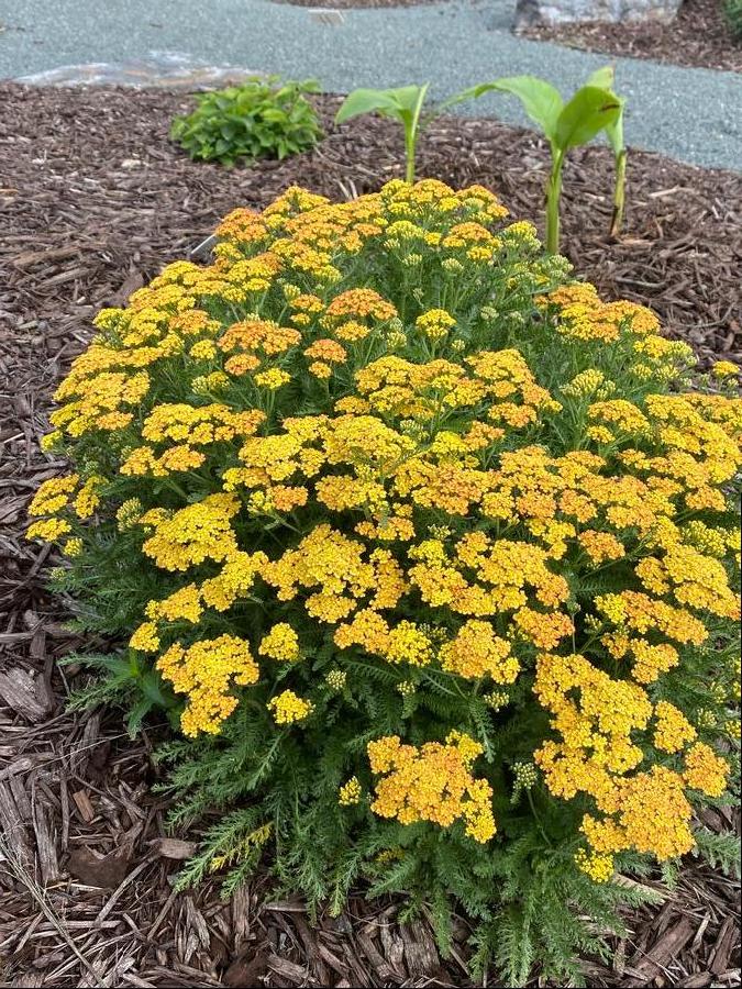 Achillea millefolium 'Milly Rock™ Yellow Terracotta'