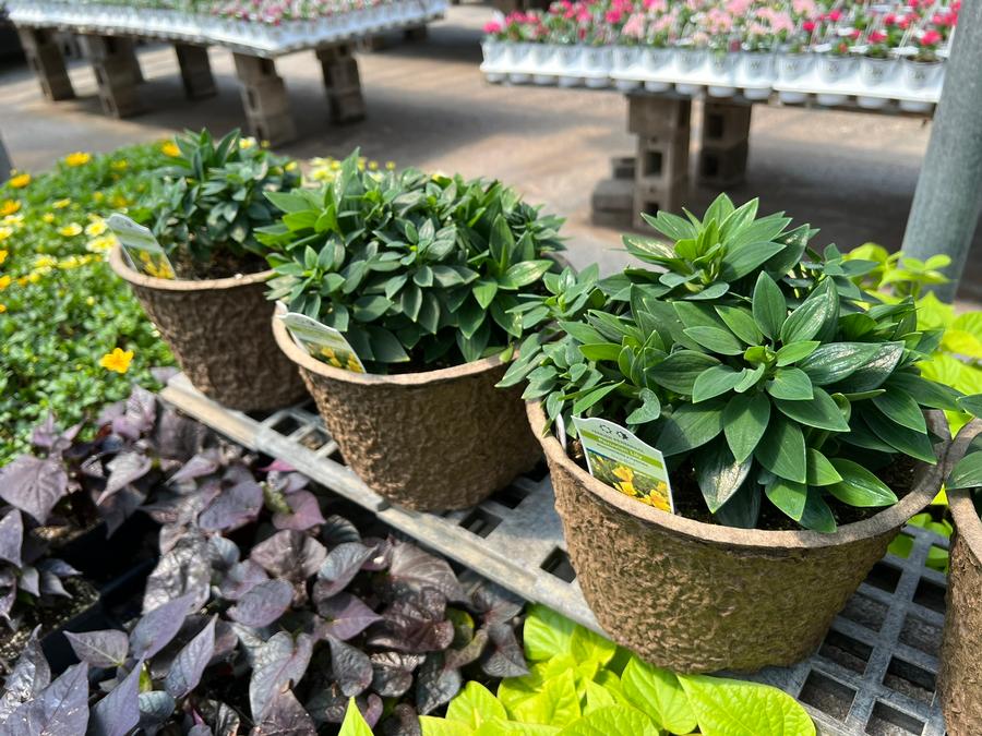 Alstroemeria 'Inca Rio®'