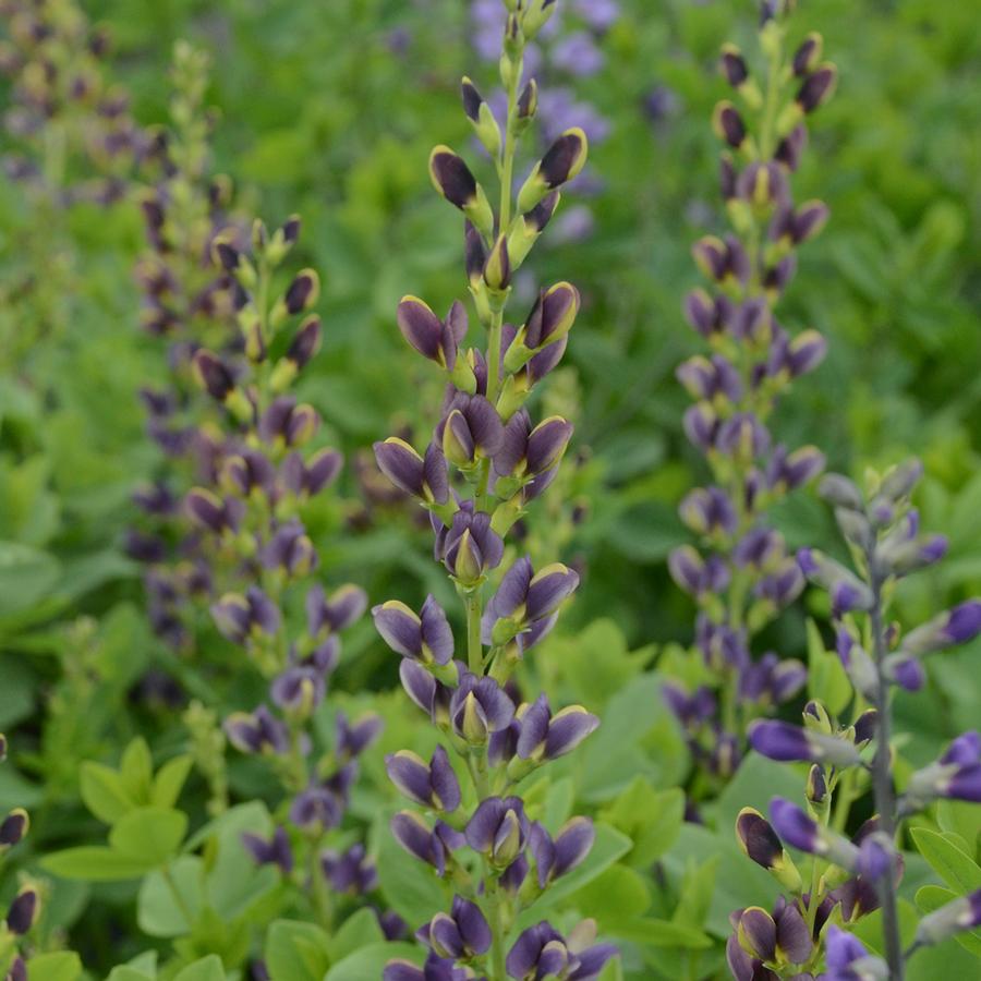 Baptisia australis 'Indigo Spires'