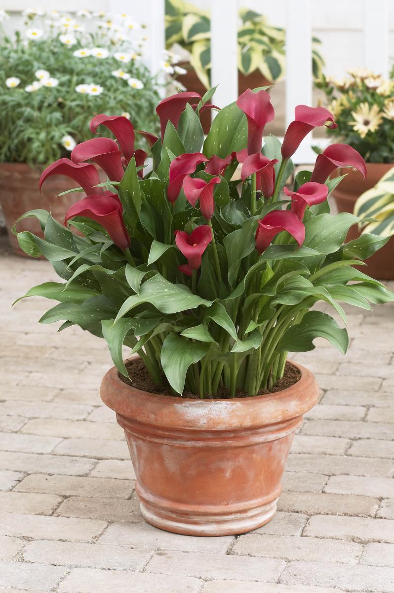 Calla 'Royal Valentine®'