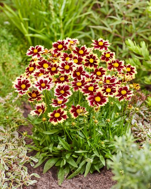Coreopsis grandiflora 'Solar Fancy'