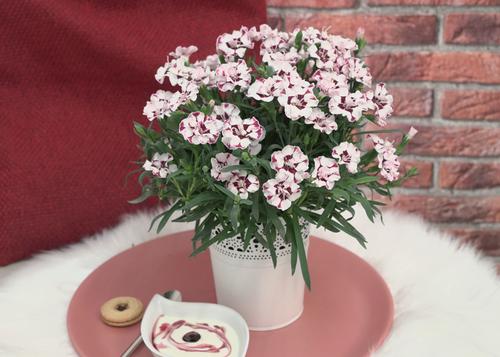 Dianthus 'Everlast™ Cherry Swirl'