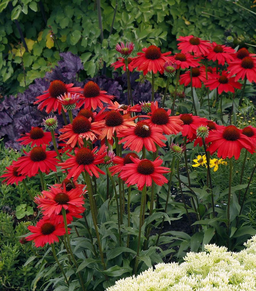 Echinacea 'KISMET® Red'