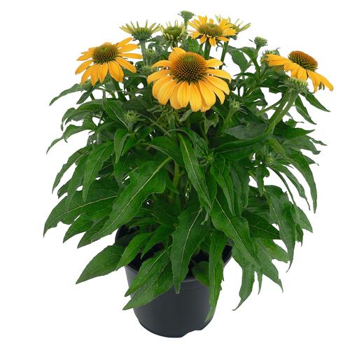 Echinacea purpurea 'PollyNation™ Yellow'