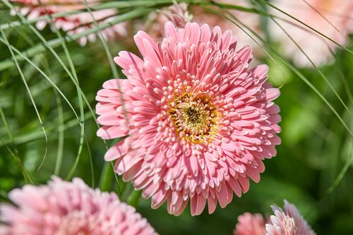 Gerbera jamesonii 'Garvinea Majestic Light Pink'