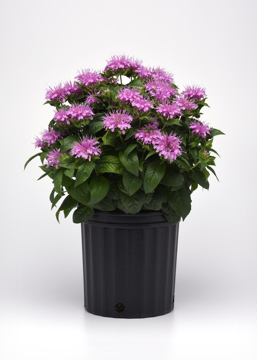 Monarda didyma 'Bee-Mine™ Lavender'