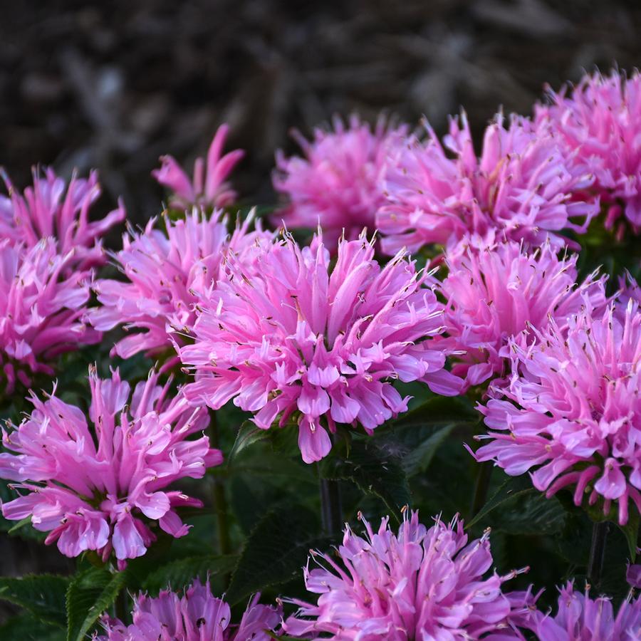 Monarda 'SUGAR BUZZ® Pink Frosting'