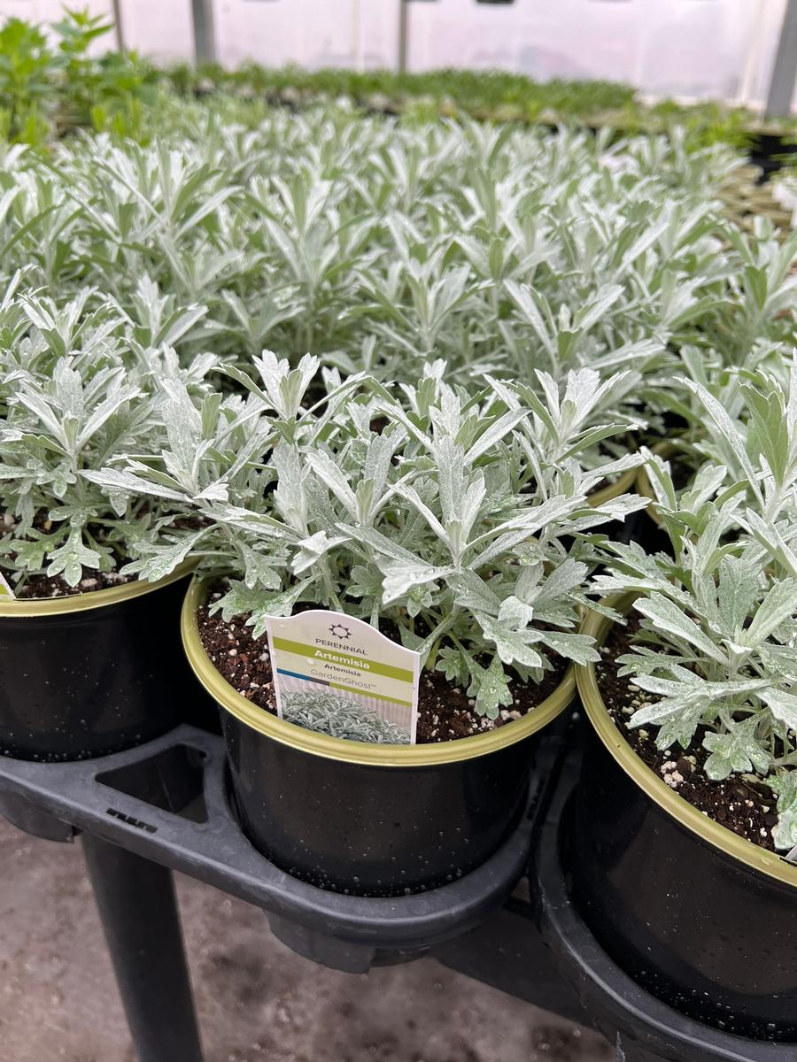Artemisia 'GardenGhost™'