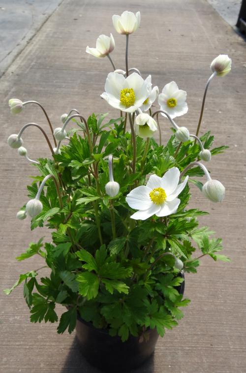 Anemone sylvestris 