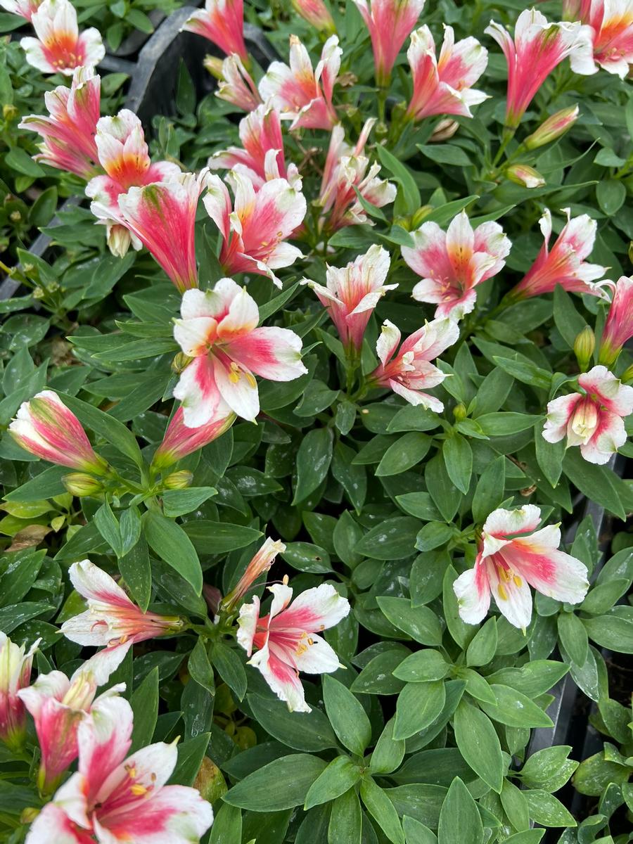 Alstroemeria 'Inca Lucky®'