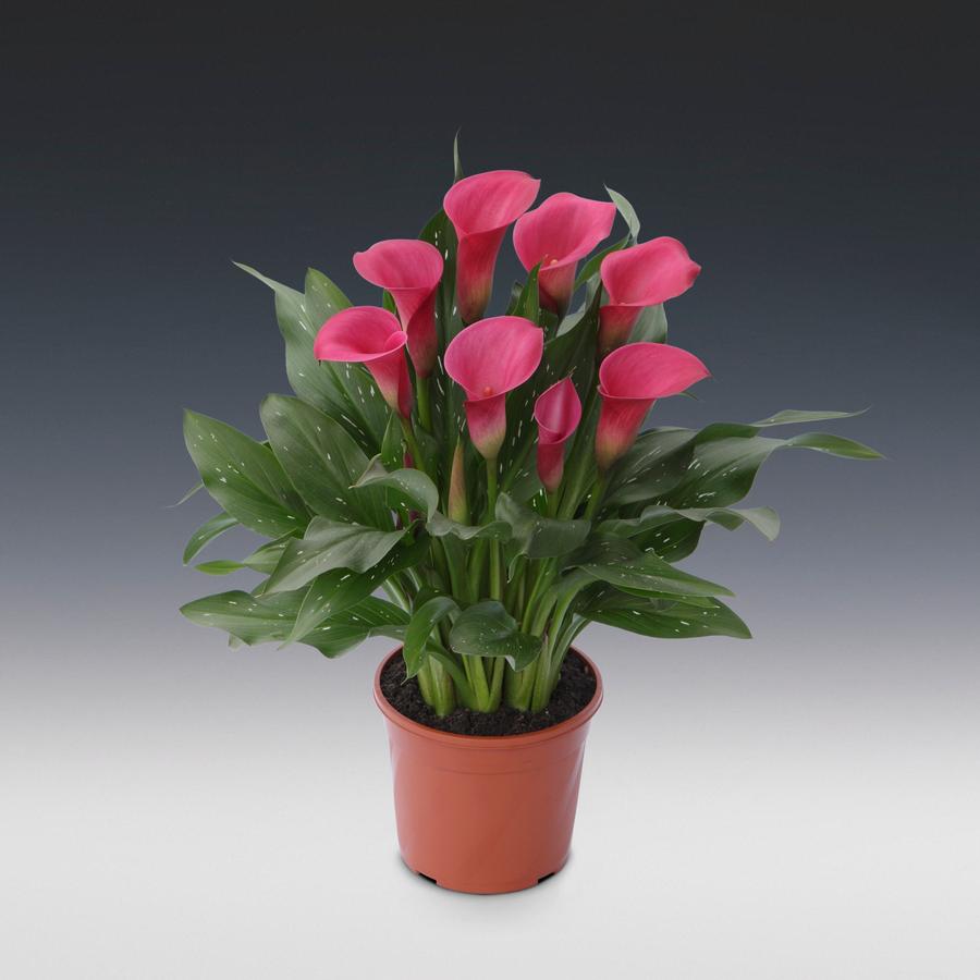 Calla 'Zazu®'