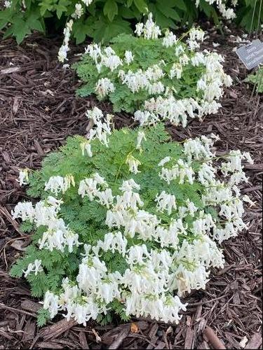 Dicentra 'AMORE™ Titanium'