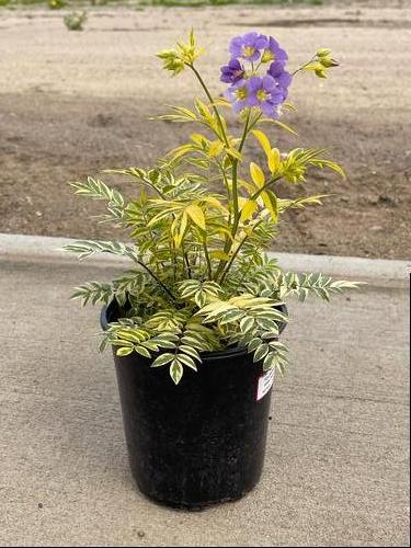 Polemonium pulcherrimum 'Golden Feathers'