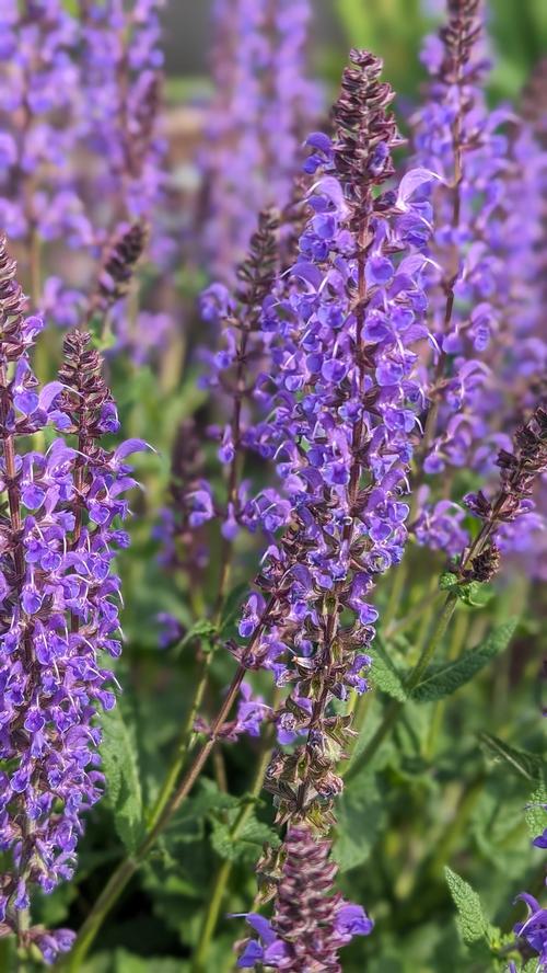 Salvia hybrida 'Blue By You'