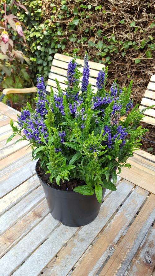 Veronica hybrid 'Baby Bloomer Blue'