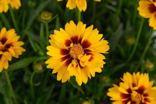 Coreopsis grandiflora 'Solanna™ Sunset Bright'