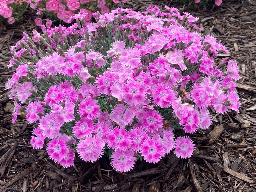 Dianthus 'EverBloom™ Watermelon Ice'