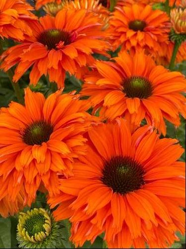 Echinacea 'SunSeekers Mineola'