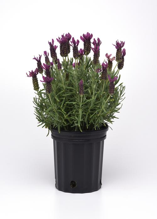 Lavandula stoechas 'Primavera'