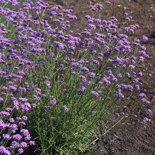 Verbena bonariensis 'Vanity'