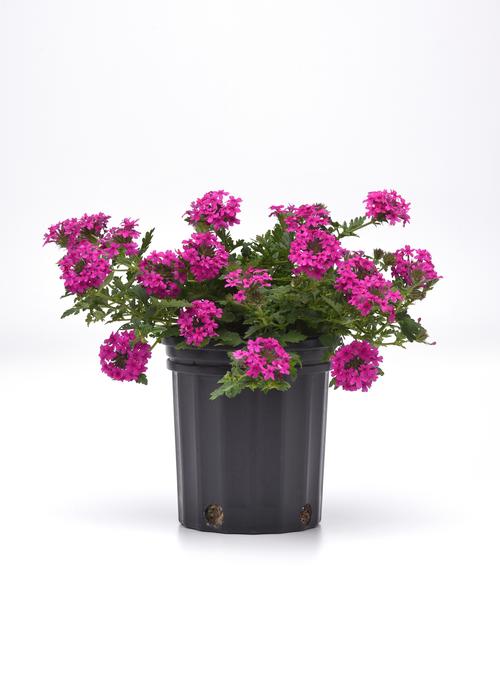 Verbena canadensis 'Homestead Hot Pink'