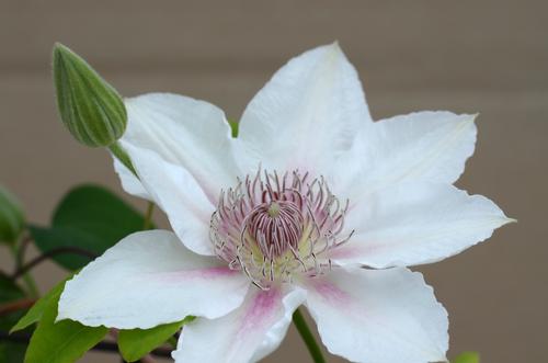 Clematis 'Corinne'