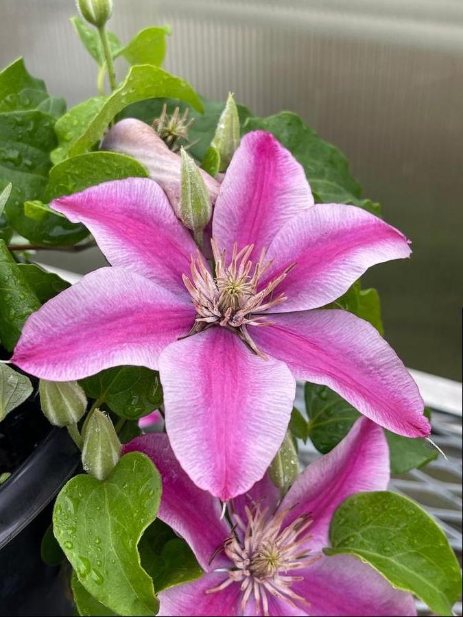 Clematis 'Poseidon™'