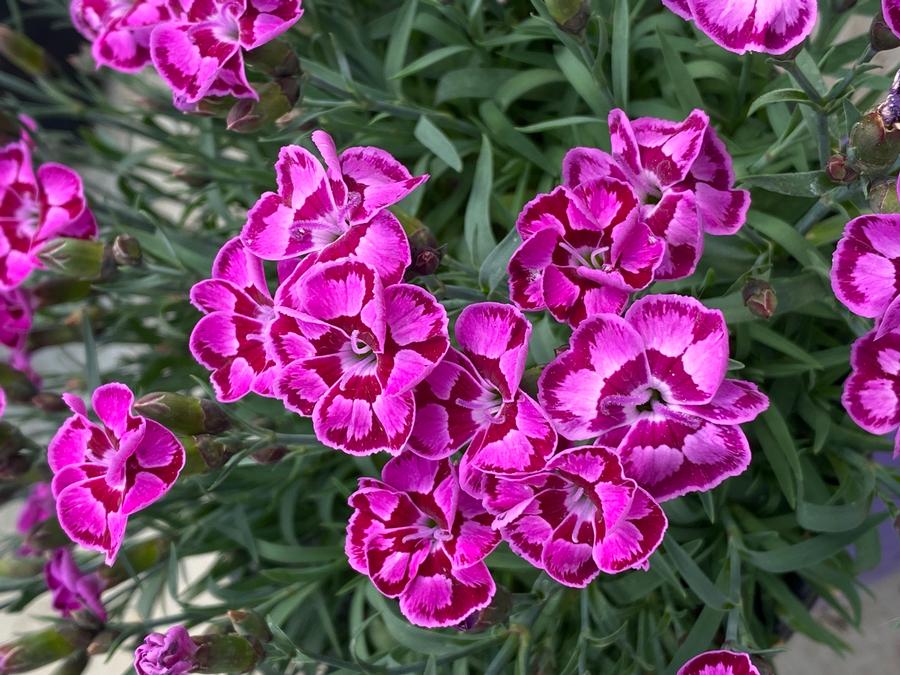 Dianthus 'Everlast™ Violet Blue'