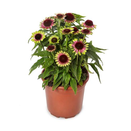 Echinacea purpurea 'Prairie Blaze™ Vintage Lime'