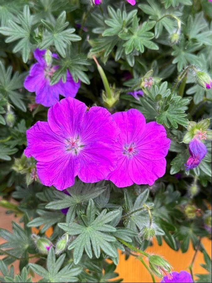 Geranium sanguineum 'Frivolius™ Purple'