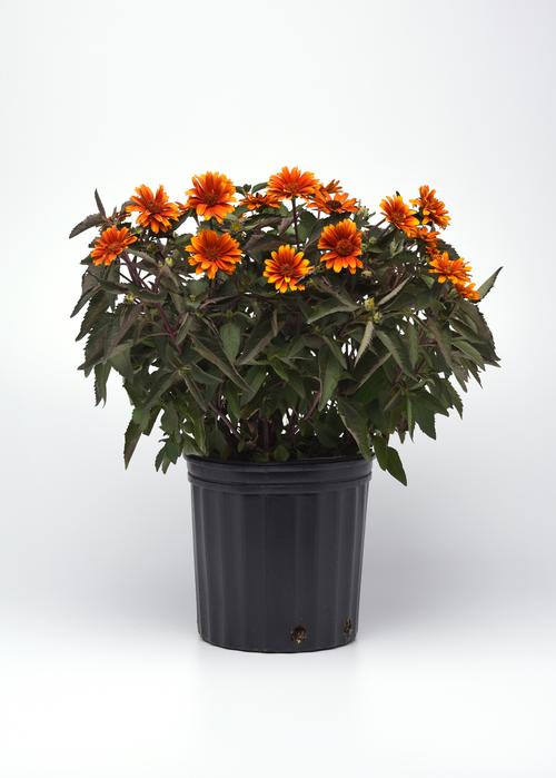 Heliopsis helianthoides 'Summer Eclipse'