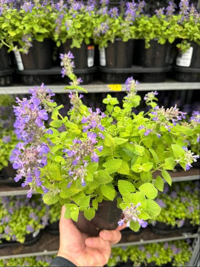 Nepeta 'Chartreuse on the Loose'