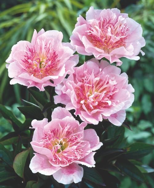 Peony 'Do Tell'