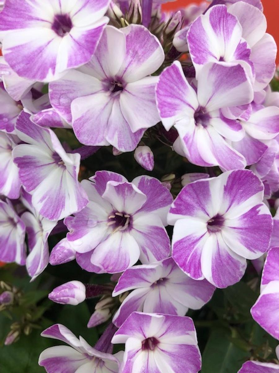 Phlox Dwarf Garden paniculata 'Flame® Lilac Star'